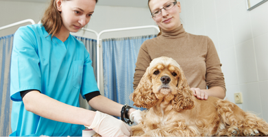 The Guide to Immediate Care for Burns in Pets