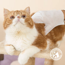 HICC Pet® Deodorizing Pet Glove Wipes For Cats,  20 Pcs