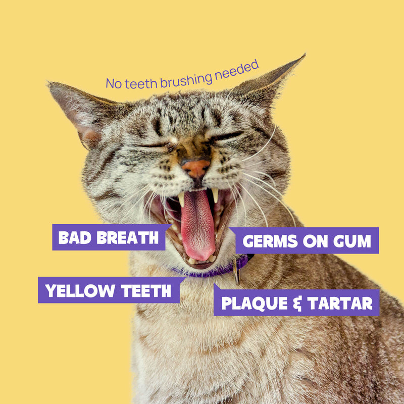 HICC Pet® Pet Dental Finger Wipes For Cats, 50 Pcs