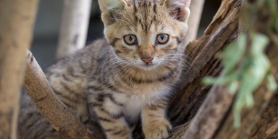 10 Things You Didn’t Know About Cats