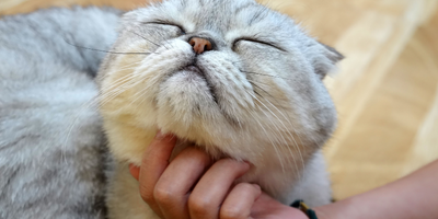 How to Identify and Treat Cat Acne at Home