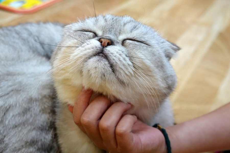 How to Identify and Treat Cat Acne at Home
