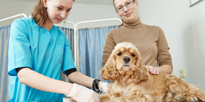 The Guide to Immediate Care for Burns in Pets
