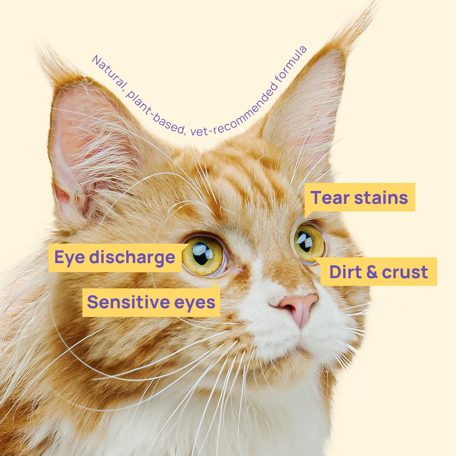 HICC Pet®  Hypoallergenic Pet Eye Wipes For Cats, 100 Pads