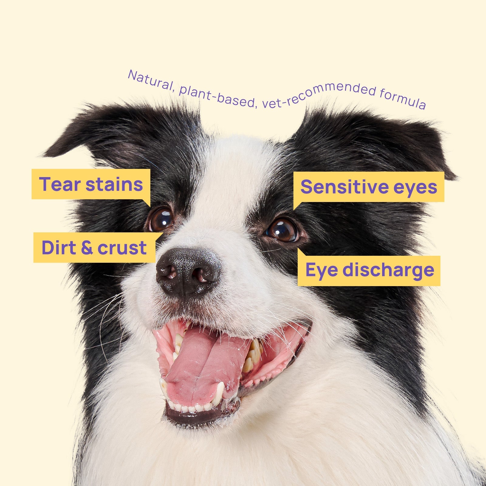 HICC Pet®  Hypoallergenic Pet Eye Wipes For Dogs, 100 Pads