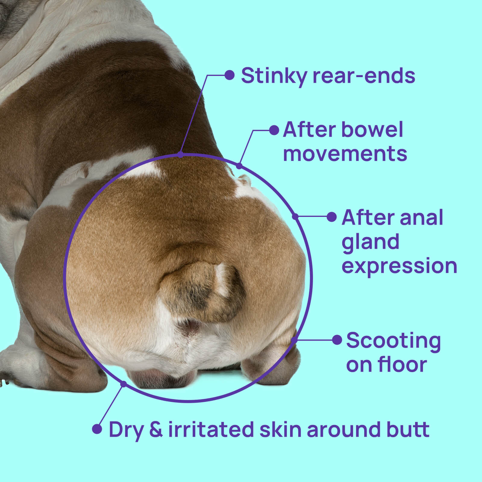 HICC Pet® Flushable Pet Anal Gland Wipes For Dogs, 100 Pcs