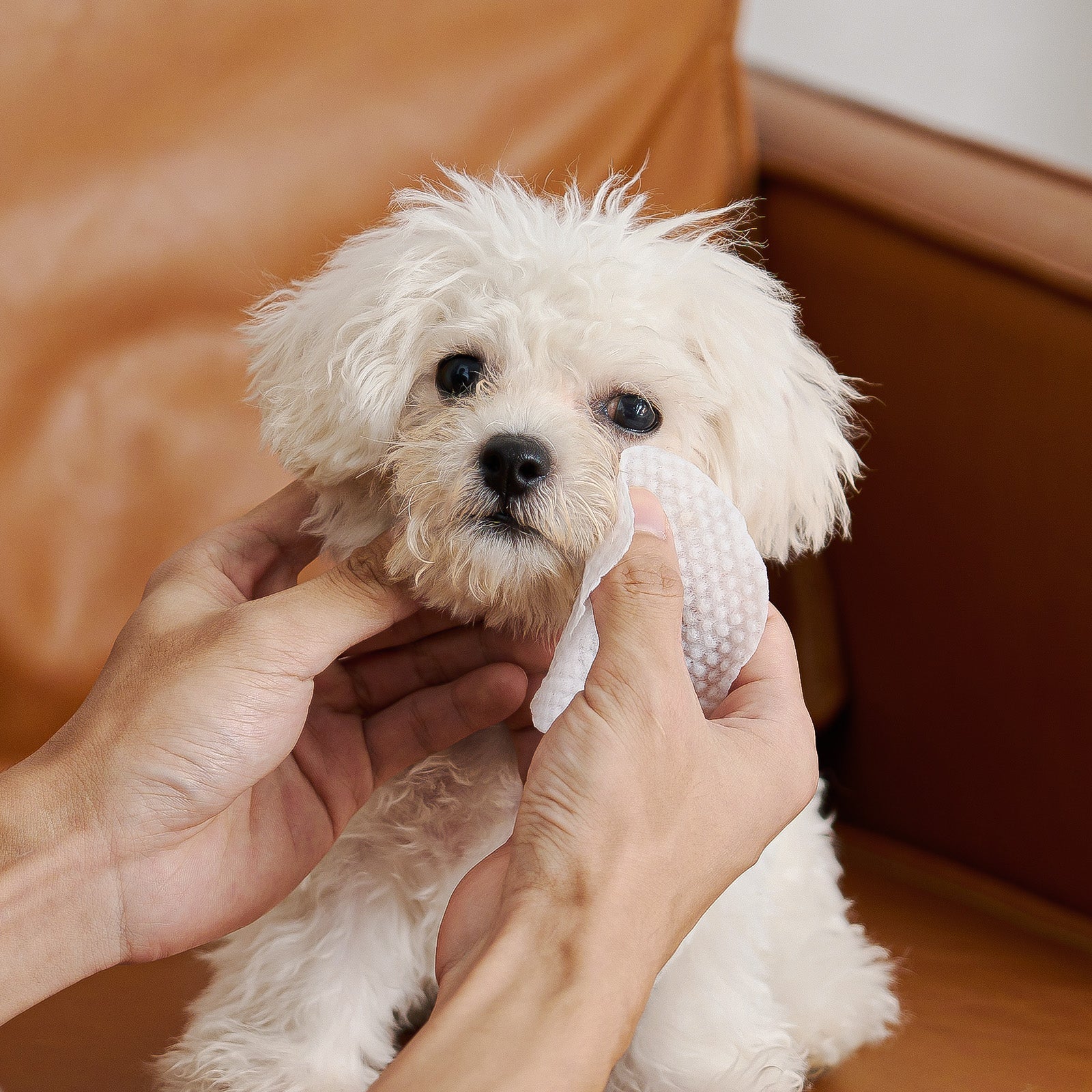 HICC Pet®  Hypoallergenic Pet Eye Wipes For Dogs, 100 Pads