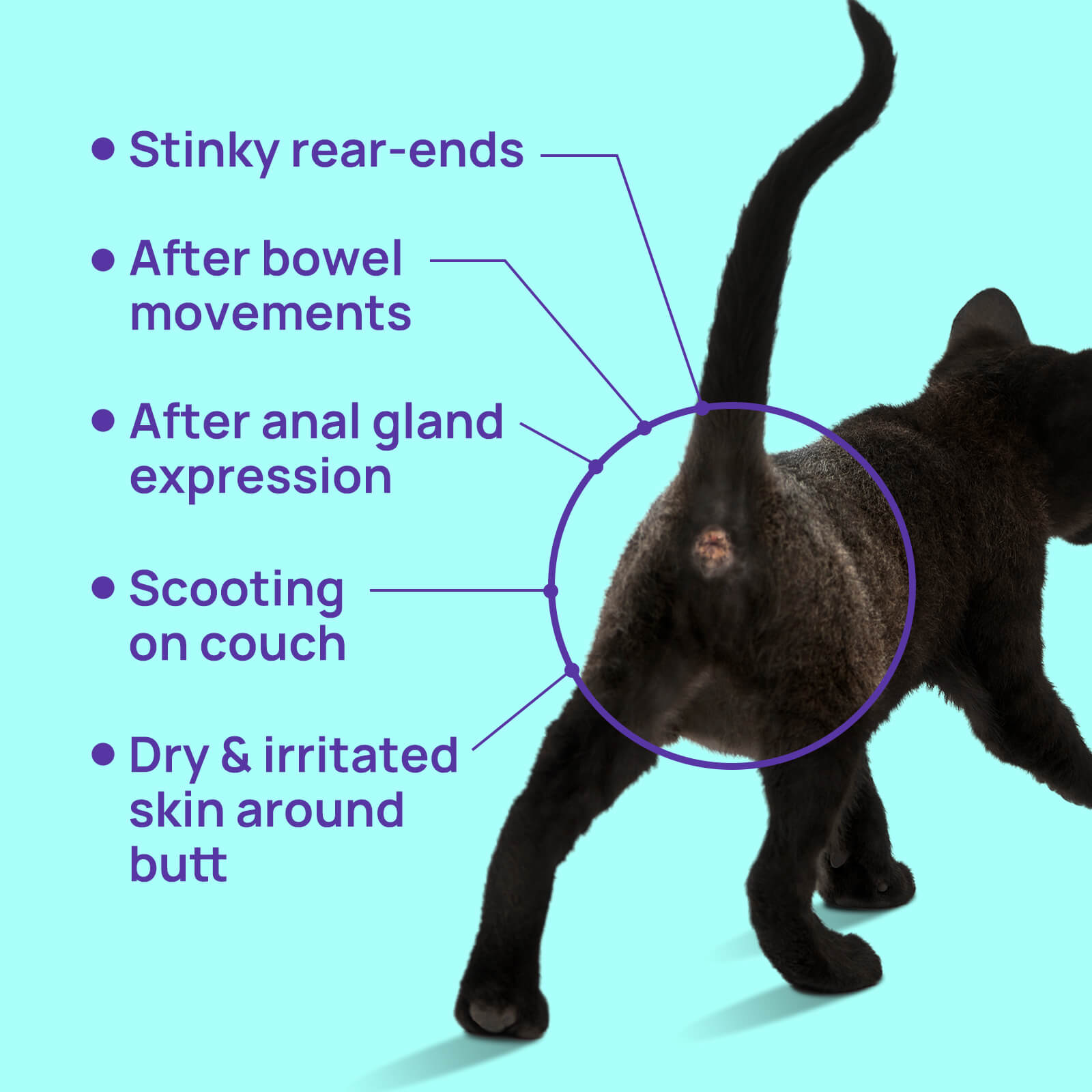 HICC Pet® Flushable Pet Anal Gland Wipes For Cats, 100 Pcs