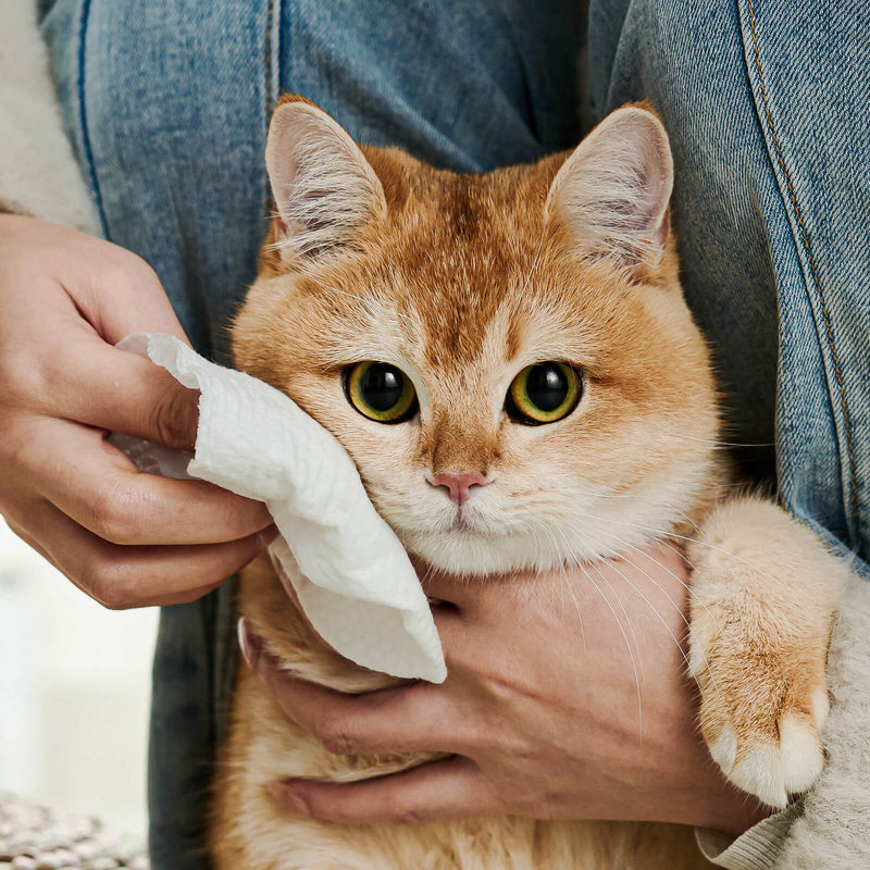 HICC Pet® Plant-Based Pet Wipes For Cats, Damask Rose Scent, 100 Pcs