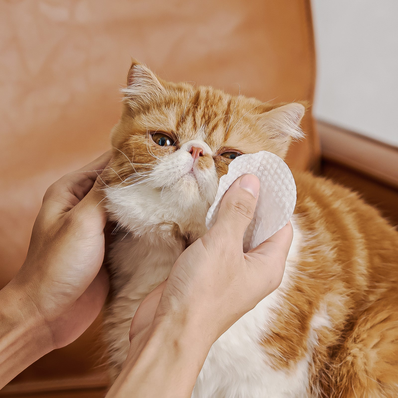HICC Pet®  Hypoallergenic Pet Eye Wipes For Cats, 100 Pads