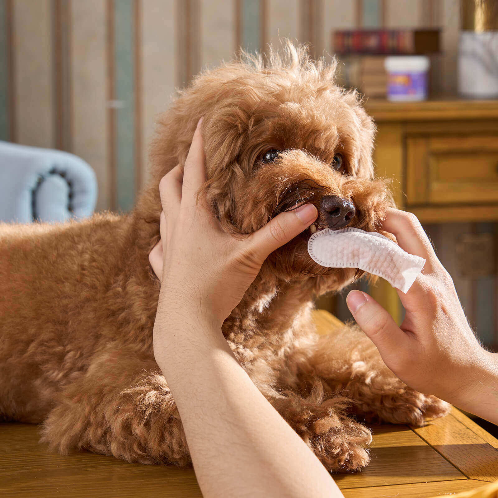 HICC Pet® Pet Dental Finger Wipes For Dogs, 50 Pcs