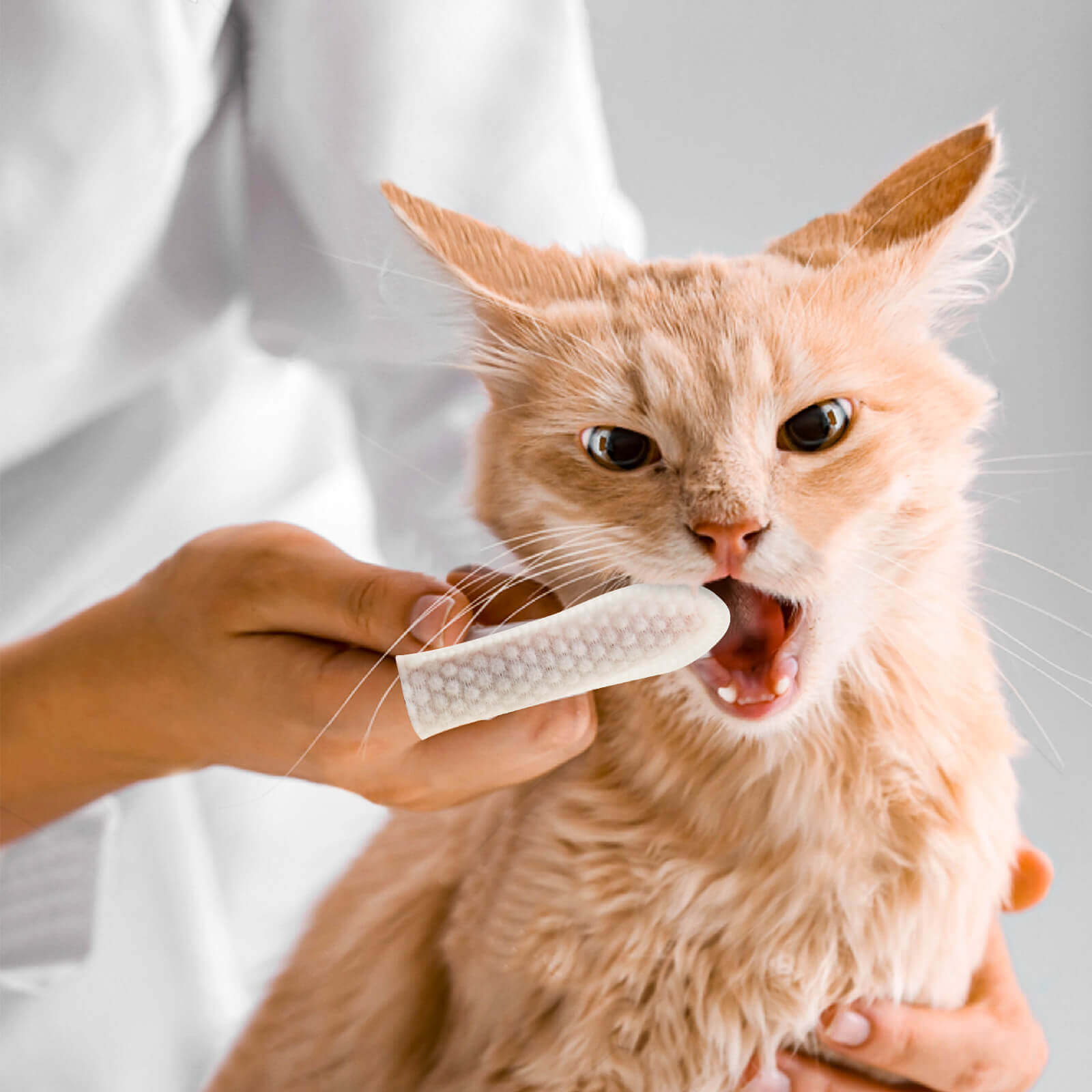 HICC Pet® Pet Dental Finger Wipes For Cats, 50 Pcs